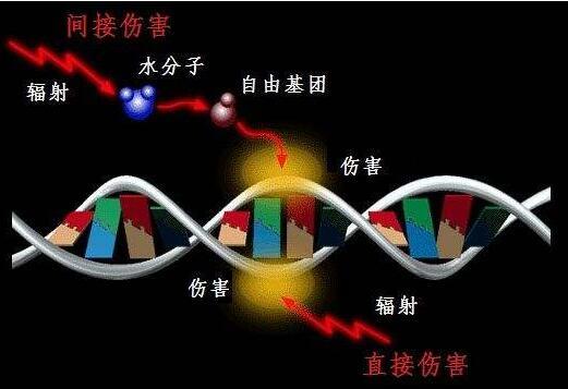 光纤温度传感器在生物细胞辐射培养过程中的温度监控